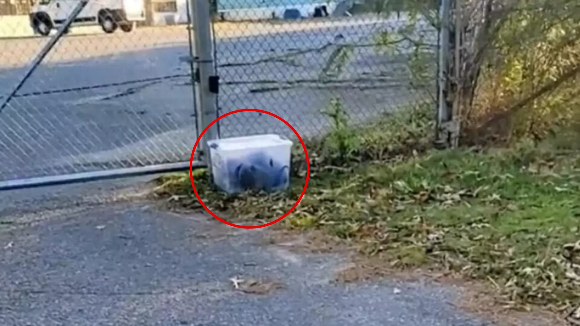 Alabama Woman Freezes When She Realizes What’s Trapped Inside A Plastic Container She Found