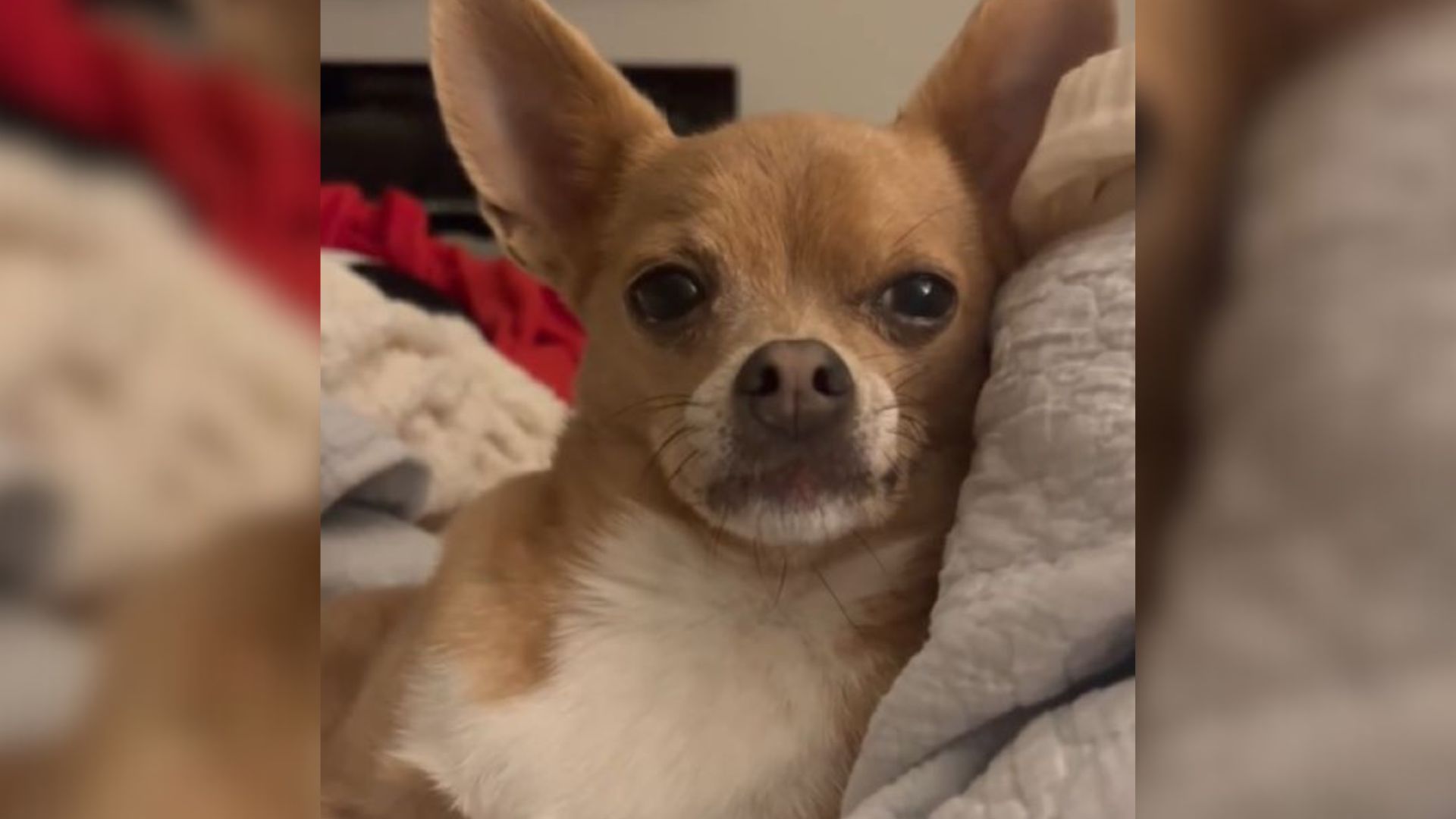 cute chihuahua