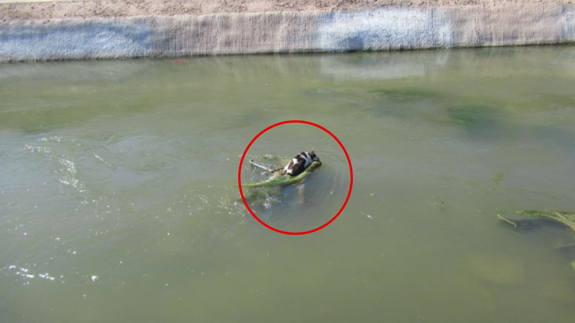 dog in canal