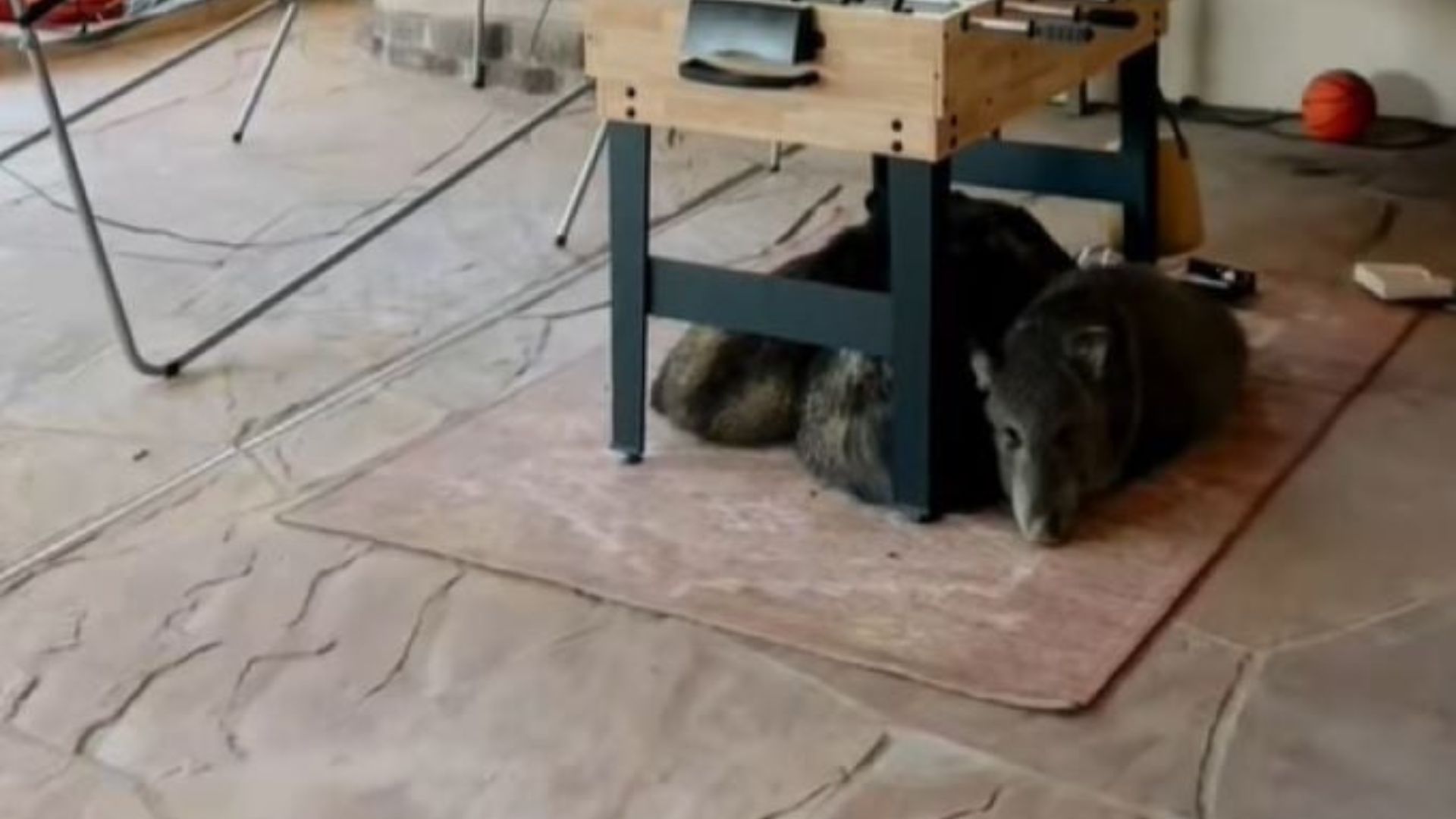 javelina under table