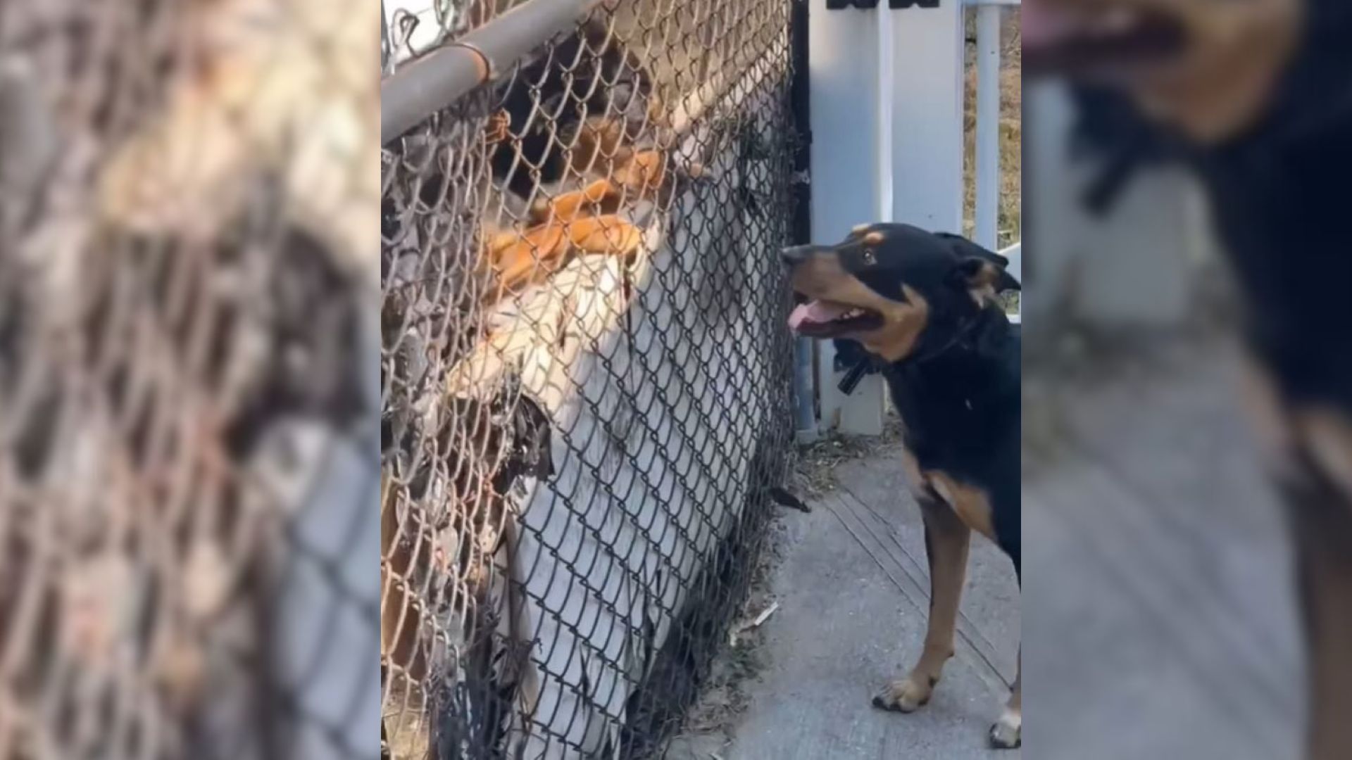 Arizona Man Steps Onto His New Porch In New York And Sees A Familiar Face Behind The Fence
