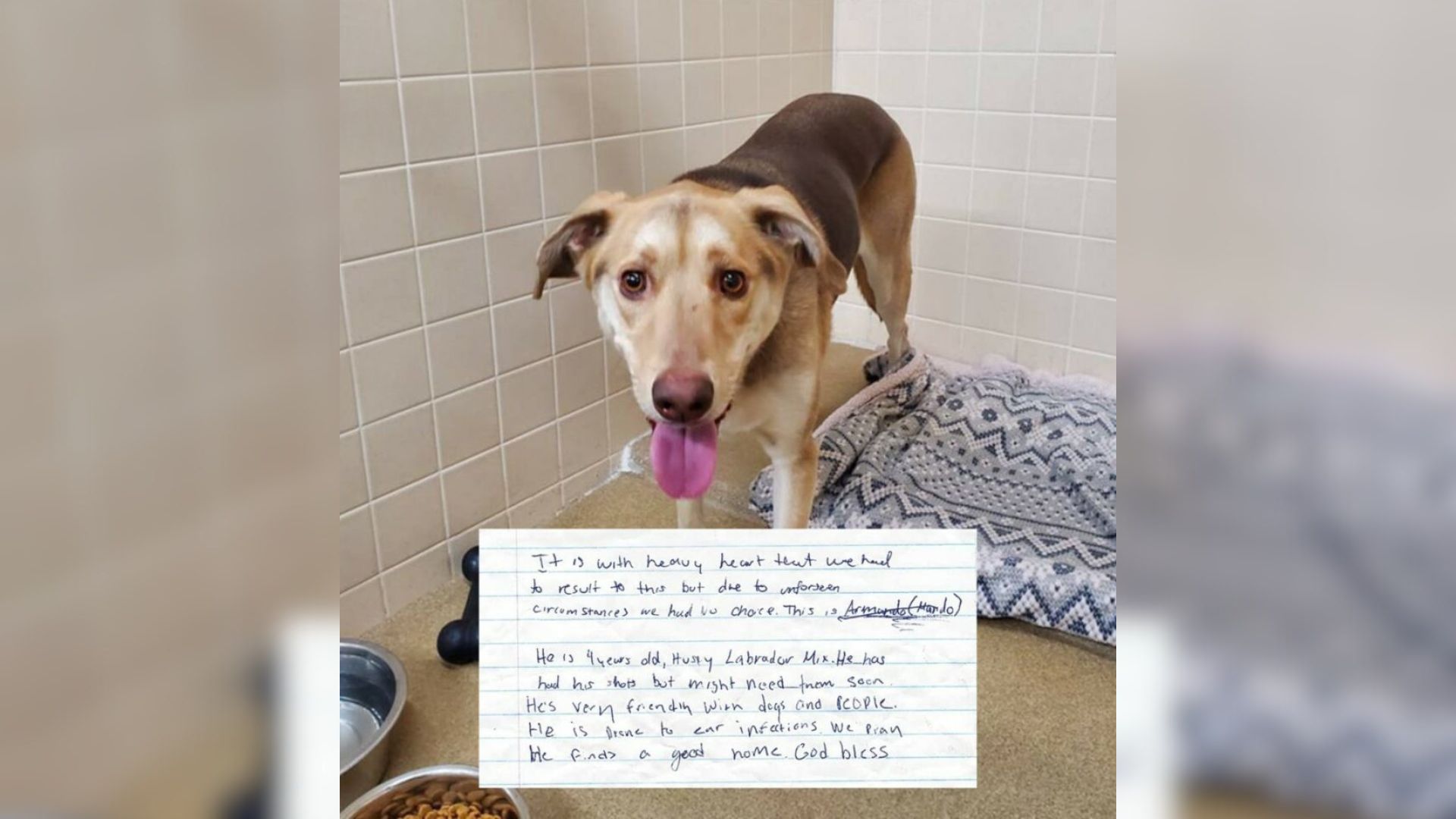Arizona Pup Found Alone With A Heartbreaking Message