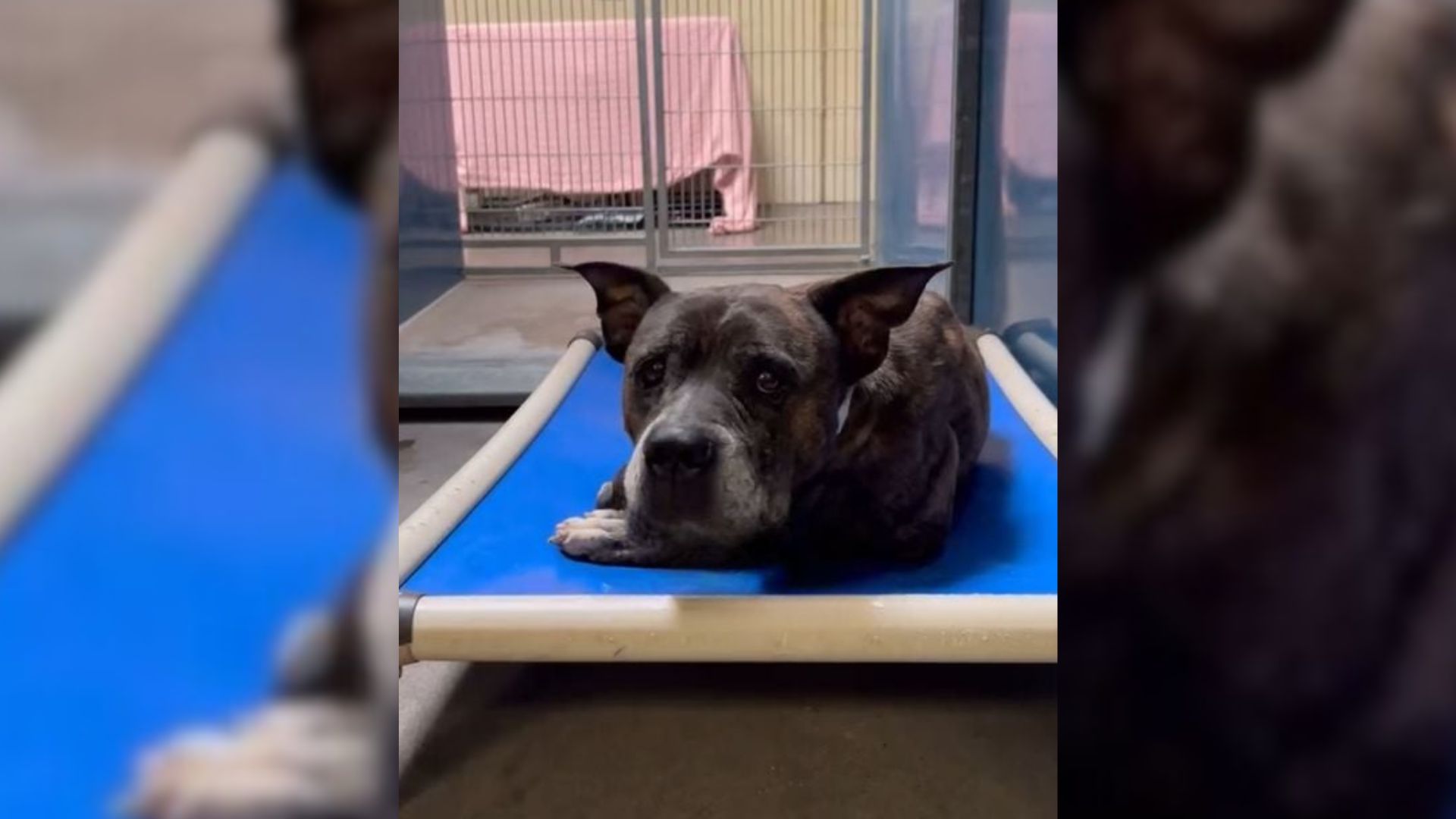 Arizona Senior Pup’s Rescue From Euthanasia Leads To A Heartbreaking Discovery