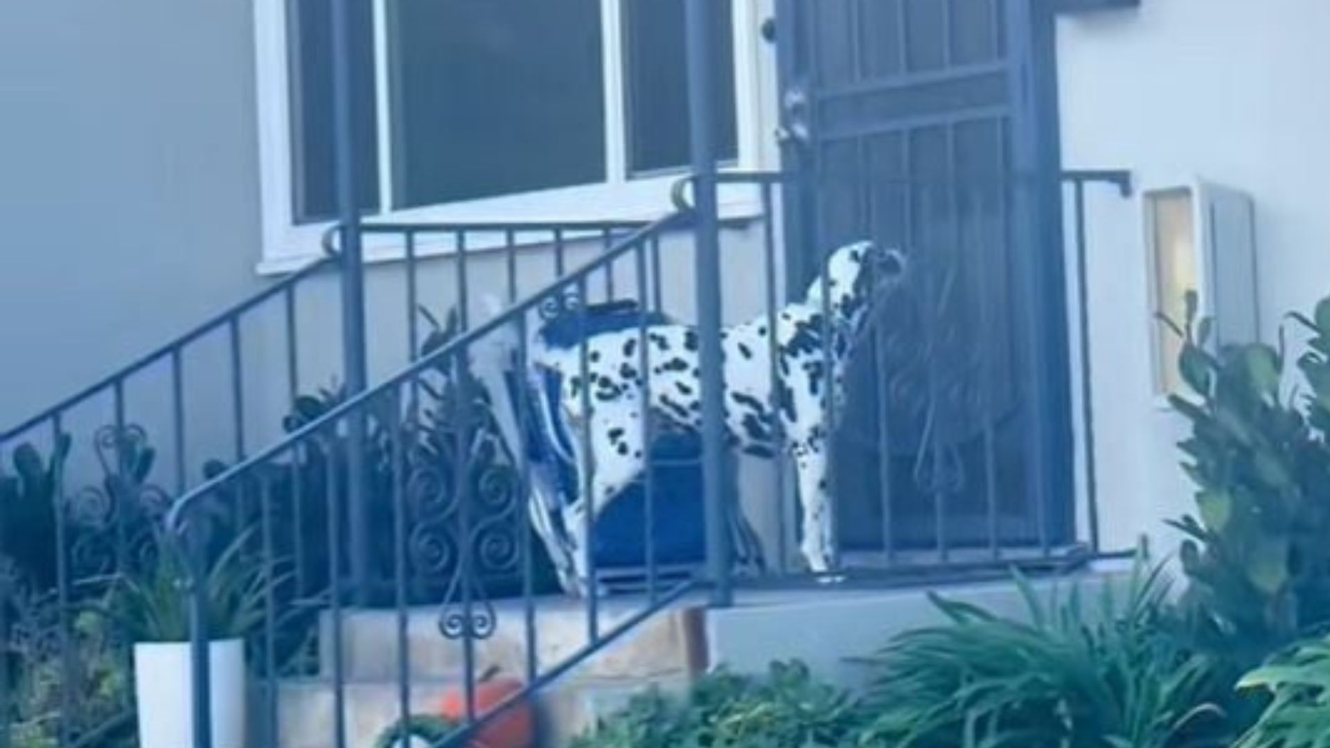 California Dalmatian’s Cute Reason For Visiting The Same Door Every Night Goes Viral
