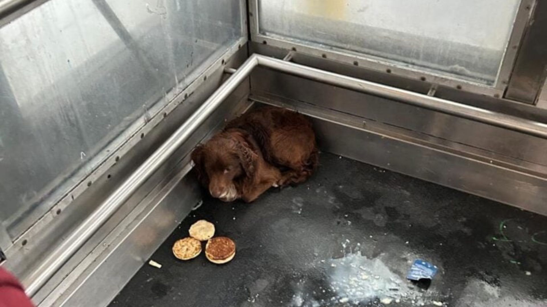 California Dog Living Inside An Elevator Waits For Someone To Show Him Kindness