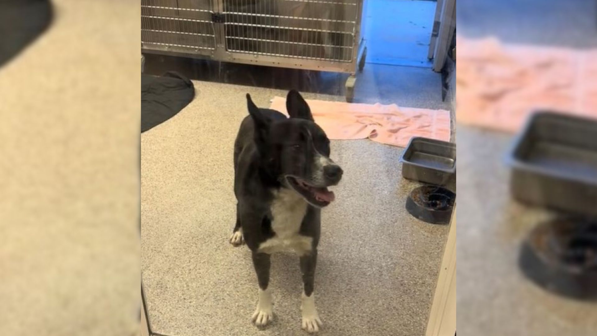 California Dog Watches Families Walk Past His Kennel, Then Volunteers Notice Him Fading Away