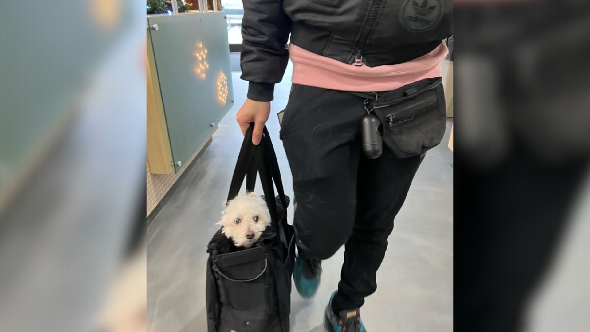 California Dog’s Health Scare Ends With A $6,000 Procedure To Deal With The Unexpected Culprit