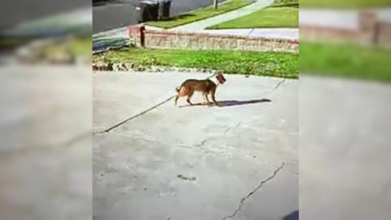 dog on road