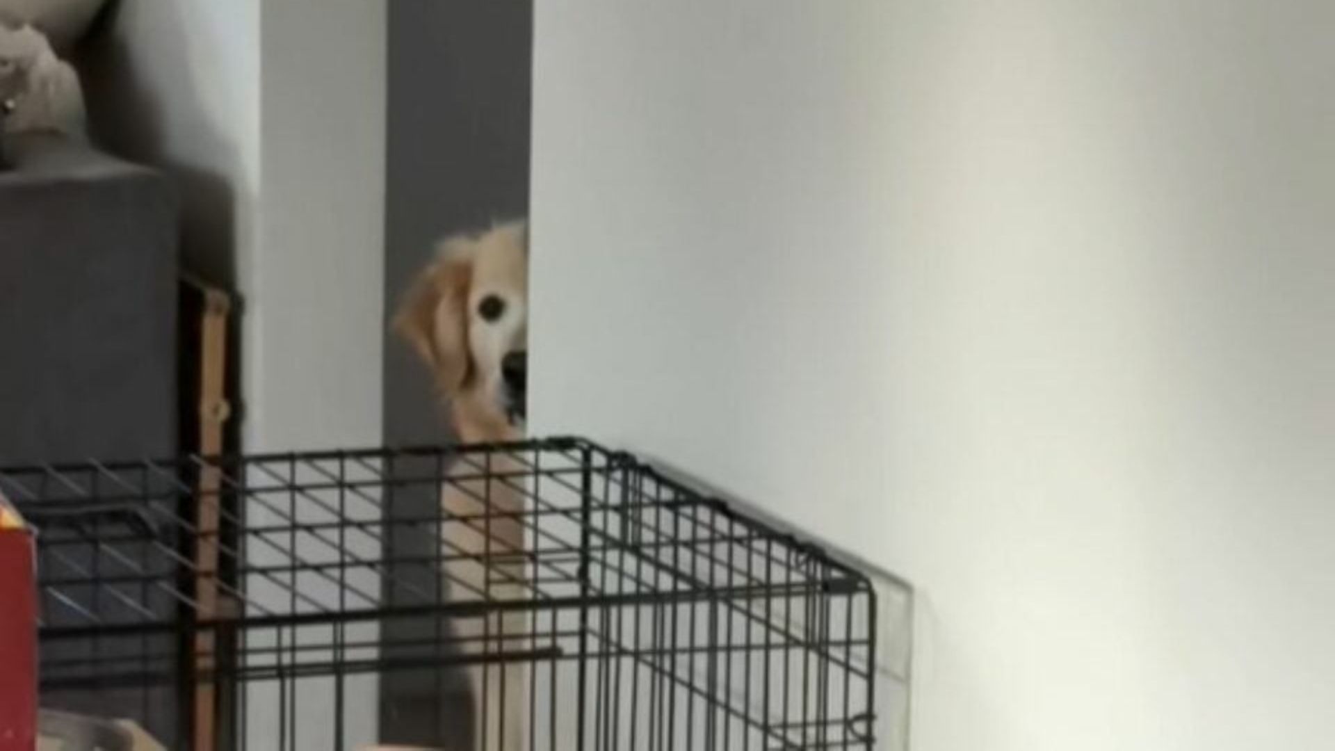 California Dog’s Vigilant Reaction To Oven Use Reveals How Deeply He Remembers Fear