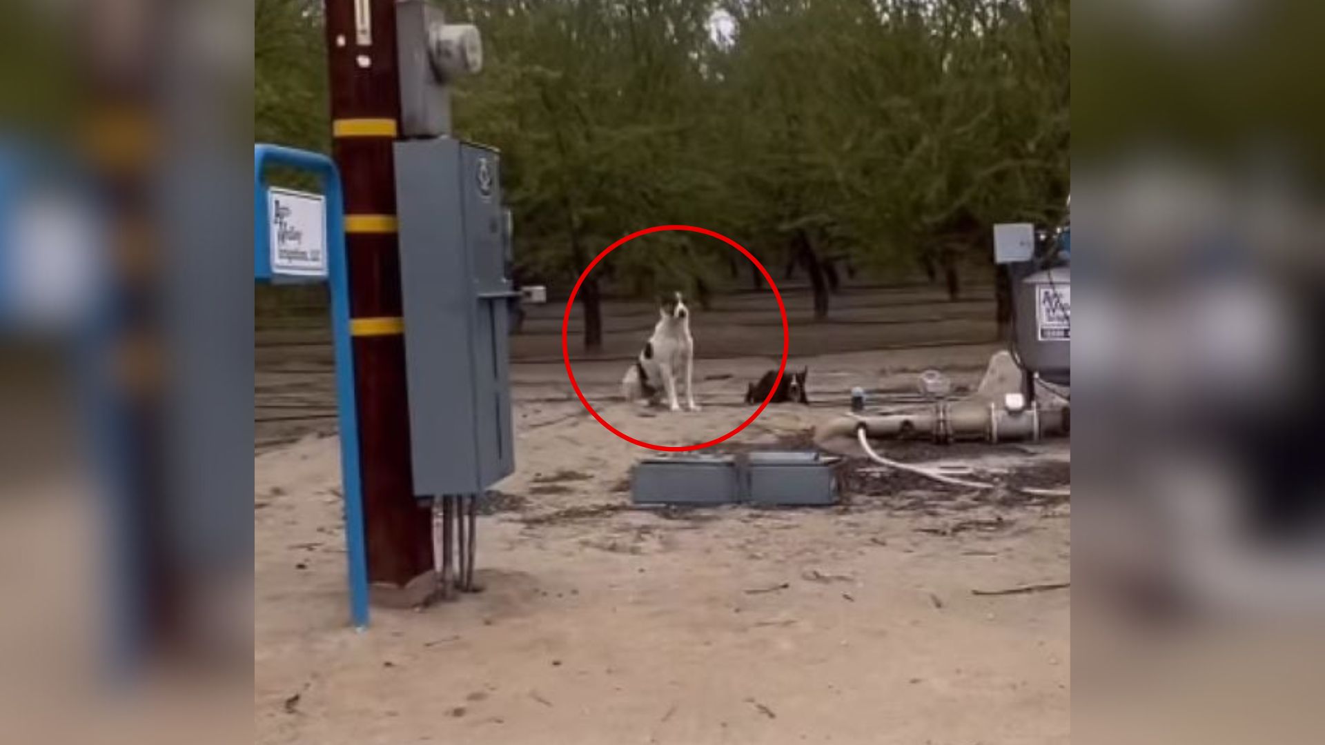 California Driver Rushes To Stop A Dog In Traffic And Discovers He Isn’t Alone