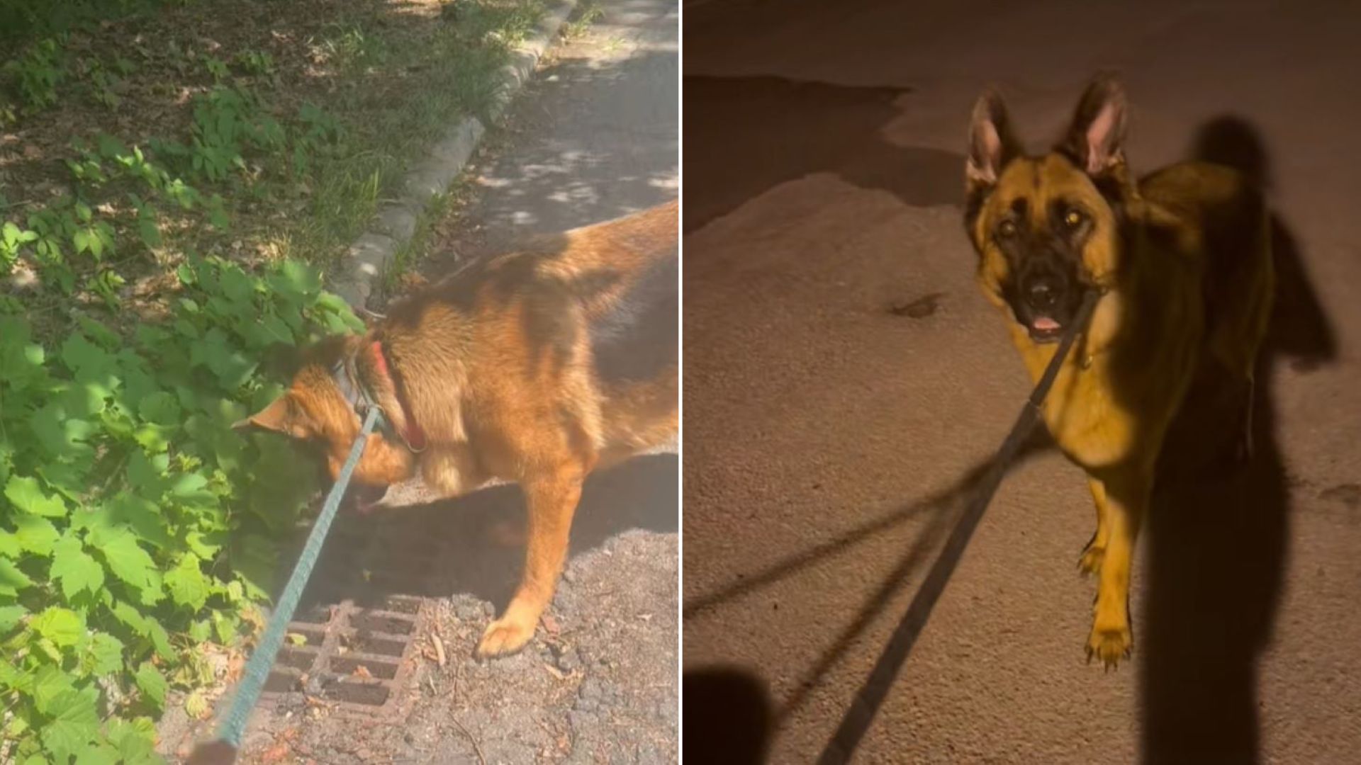 California German Shepherd’s Mysterious Reaction At Storm