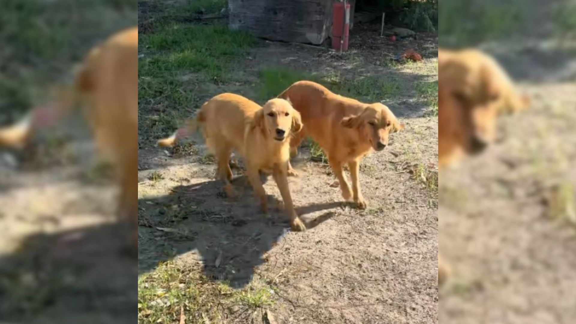 Sweet Golden Retriever