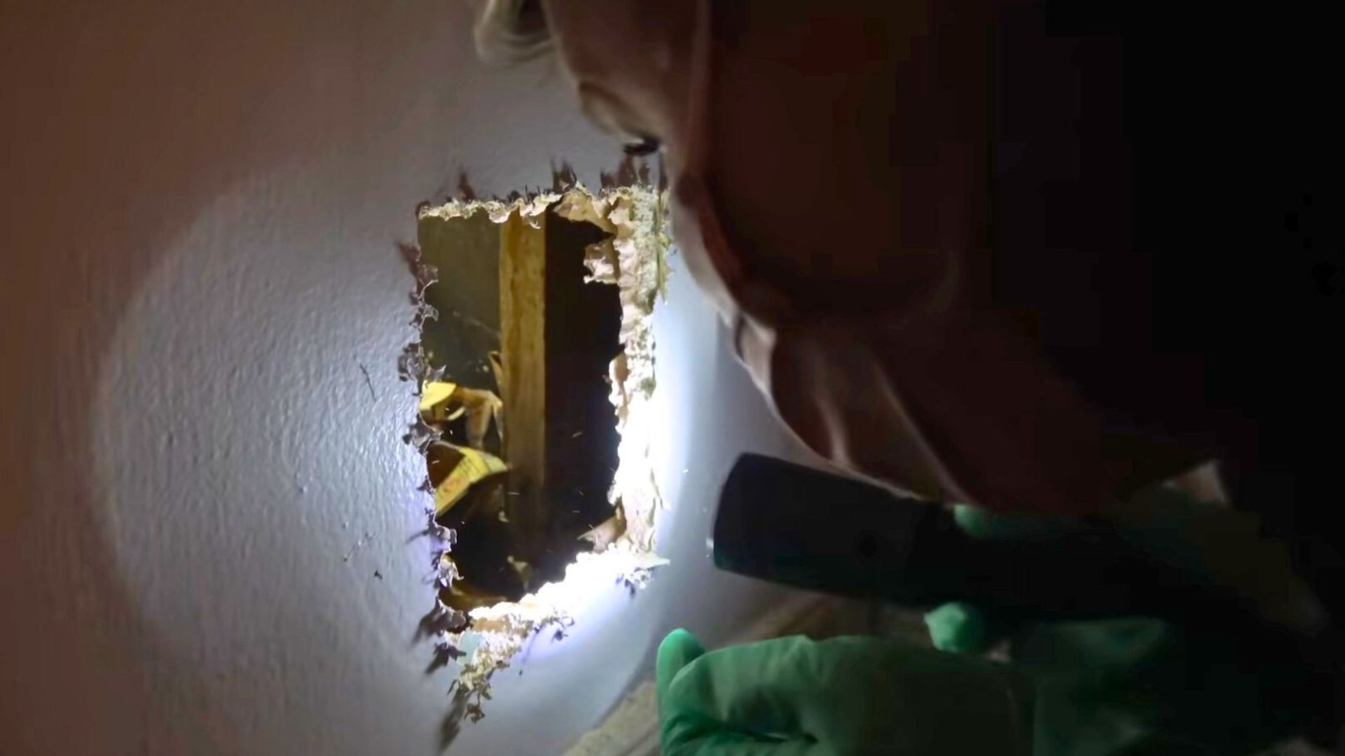 animal stuck in wall