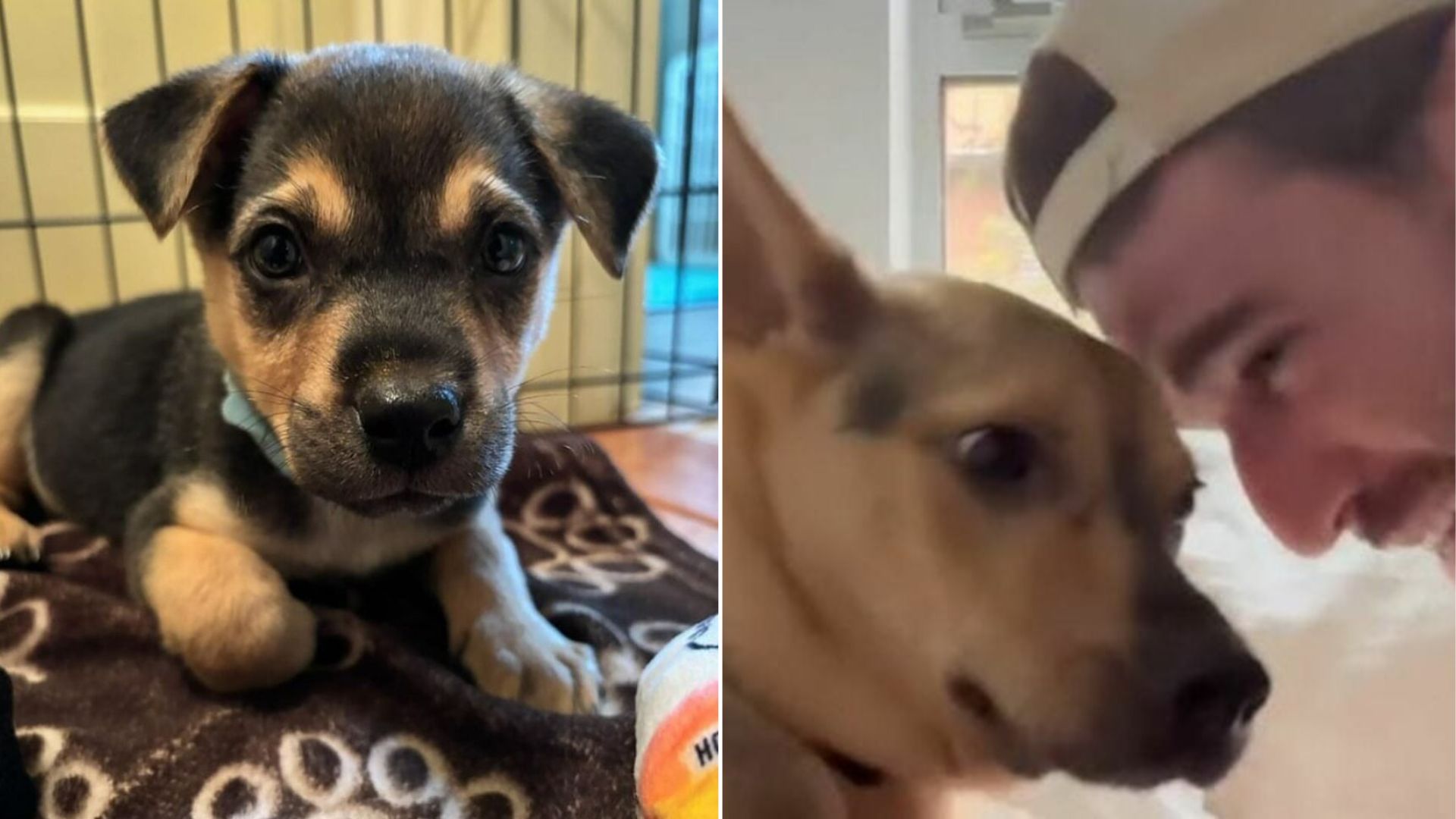 California Man Meets A Shy Puppy And Realizes He Cannot Imagine Life Without Him