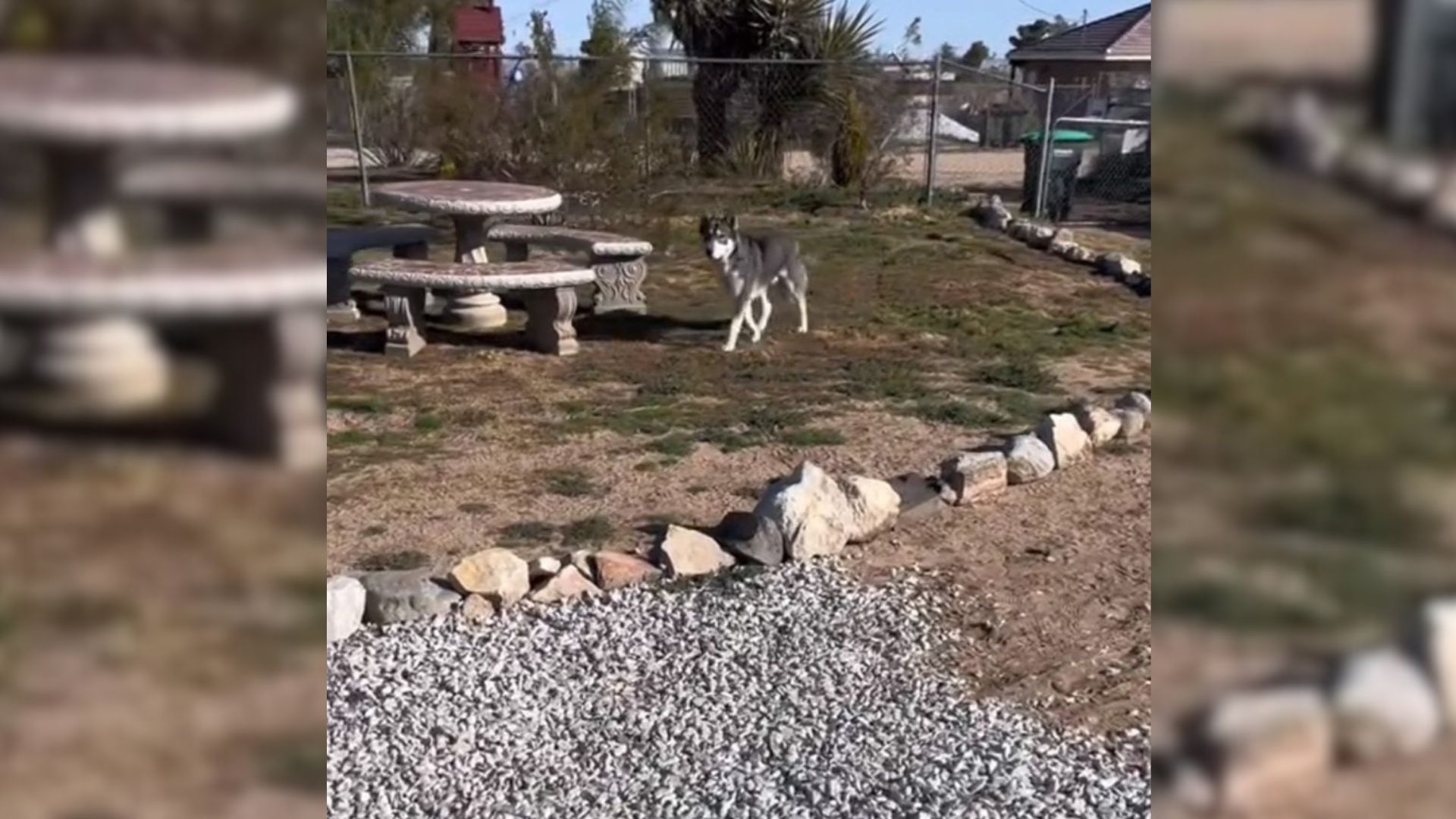 California Man Spots What He Thinks Is A Wolf In His Yard And The Truth Will Surprise You