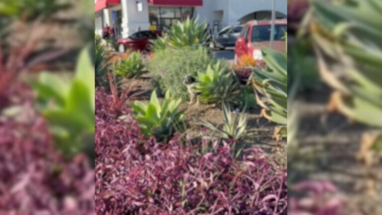 dog hiding in bushes