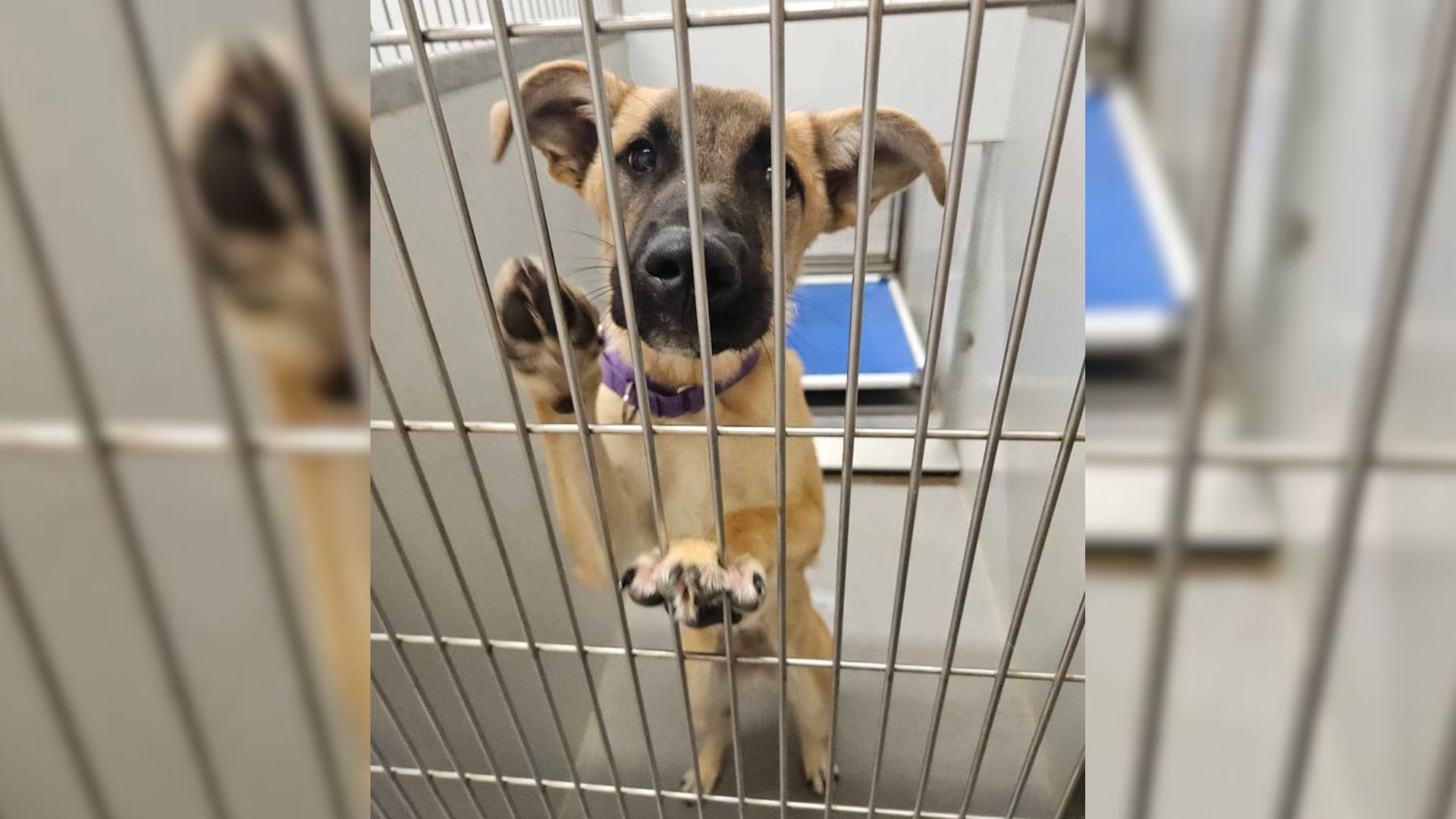 puppy in shelter