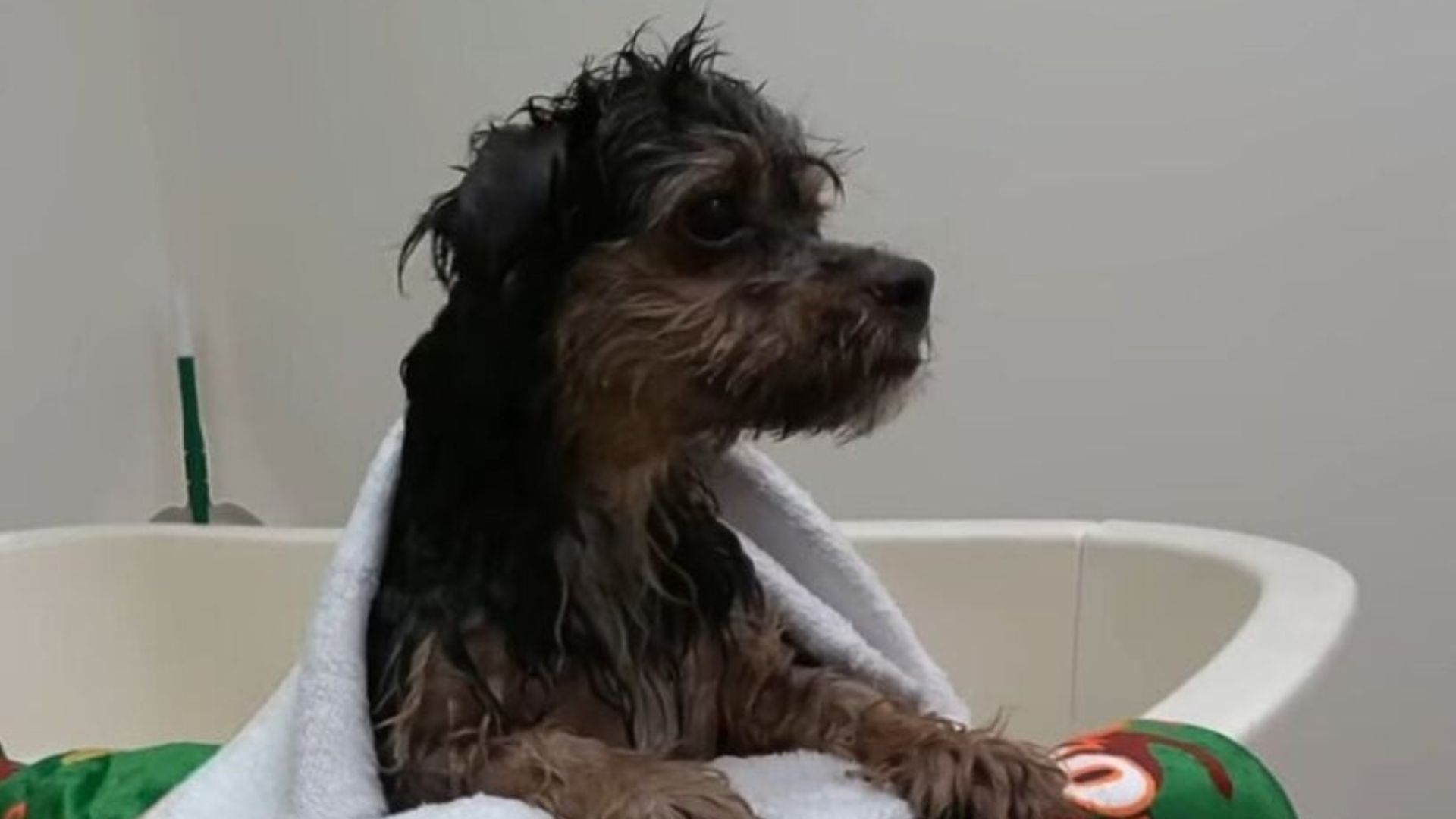 California Rescue Saves Pup From Abandonment And Starts His Journey To Love