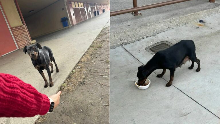 lonely pup