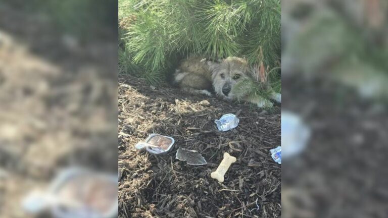 hidden dog