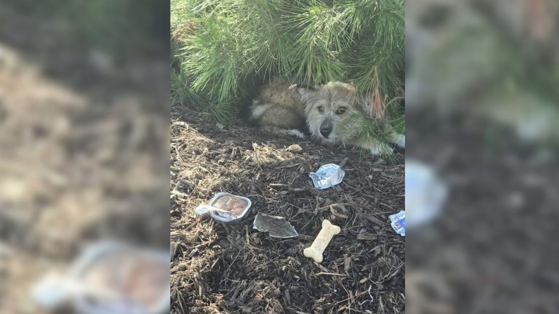 California Rescuer Tracks A Hidden Pup On A Lonely Hill And Uncovers A Life-Threatening Situation