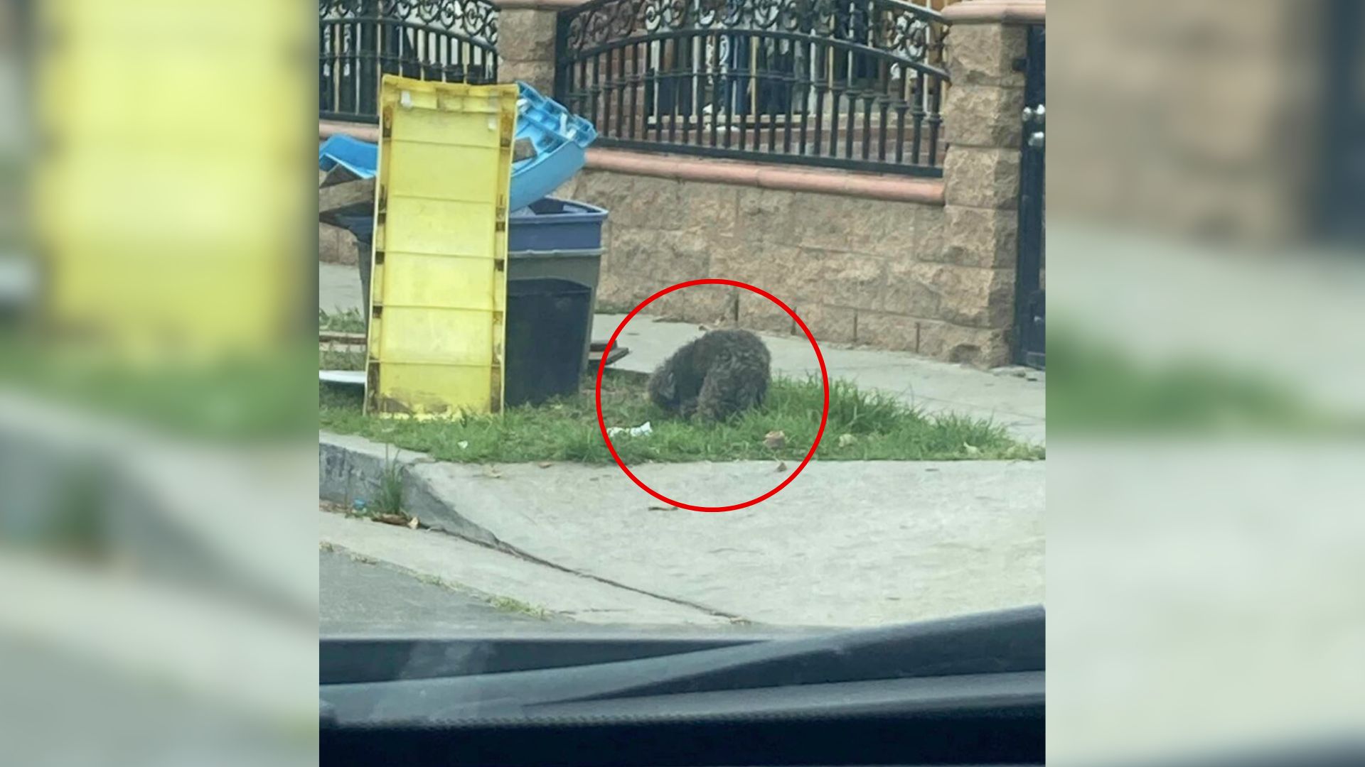 California Rescuers Shocked By What They Discover Stuck In Stray Dog’s Matted Fur