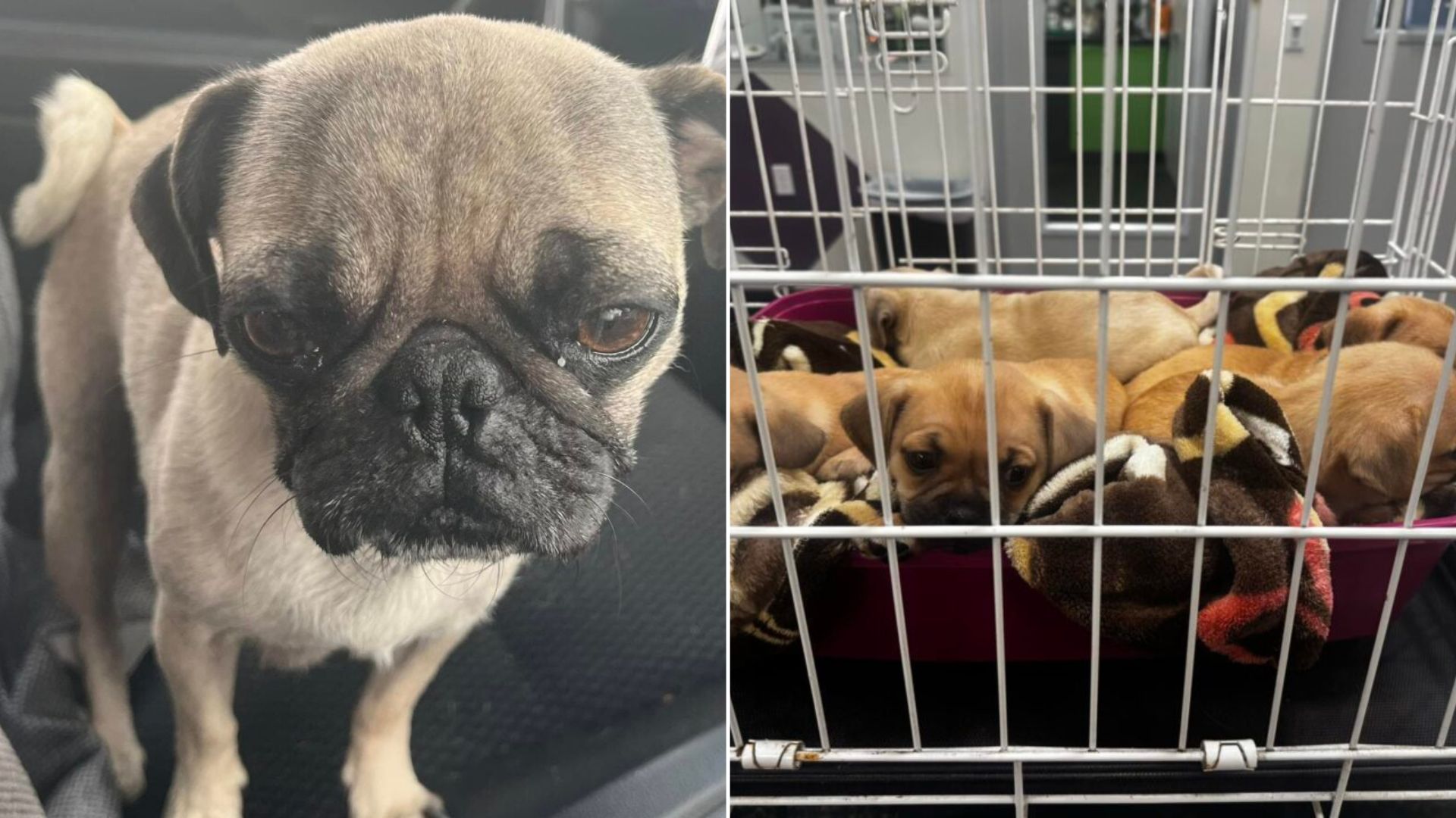 California Rescuers Spring Into Action To Save A Struggling Pug Mom And Her Five Pups