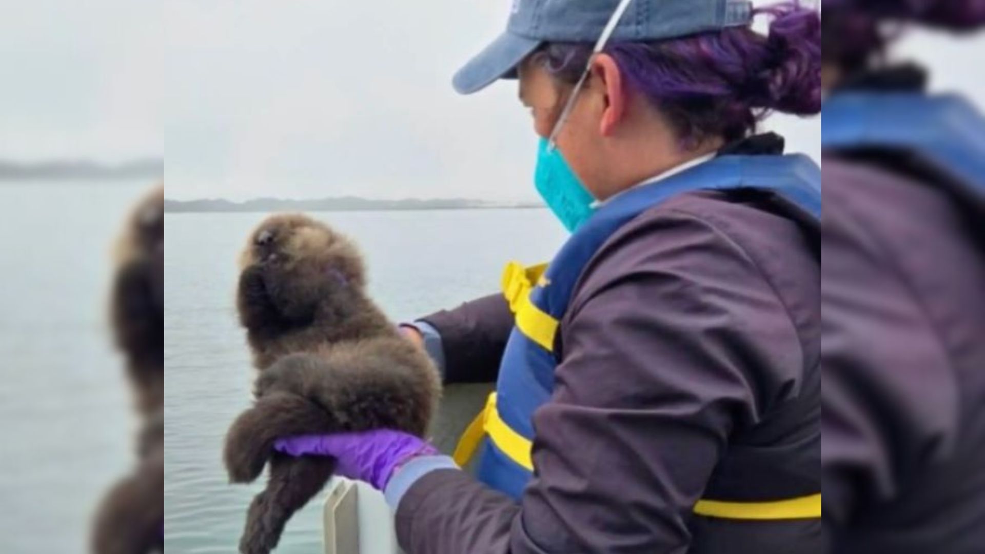 California Rescuers Stumble Upon A Stranded Animal, What They Find Next Is Unbelievable