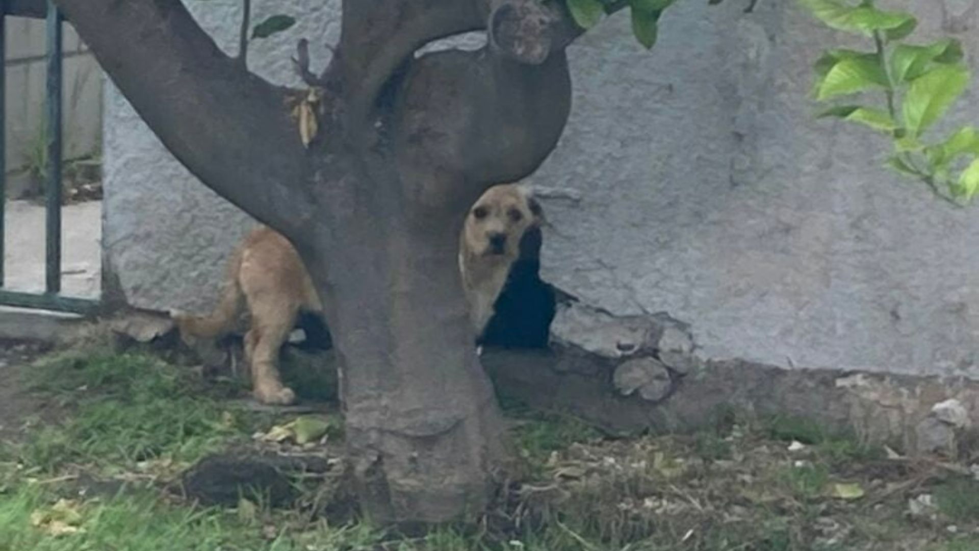 California Resident Spots A Hidden Figure Under A Foundation And Freezes At The Sight