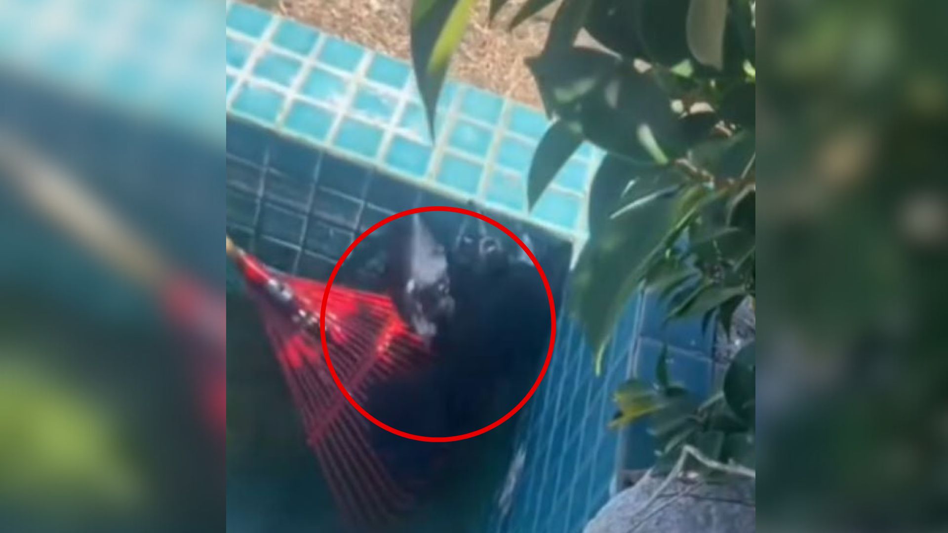 California Residents Trace Strange Noises To Their Backyard And Witness A Surprising Struggle