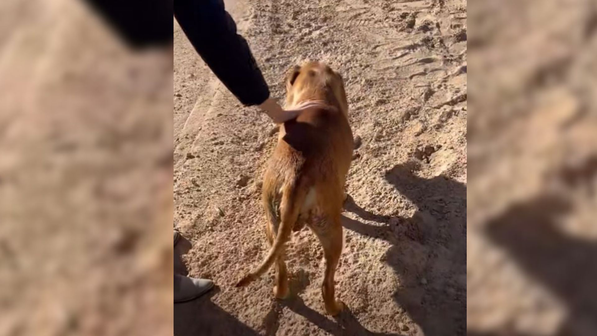 California Stray Appears Out Of Nowhere And Leads Rescuers To A Heart‑Stopping Surprise