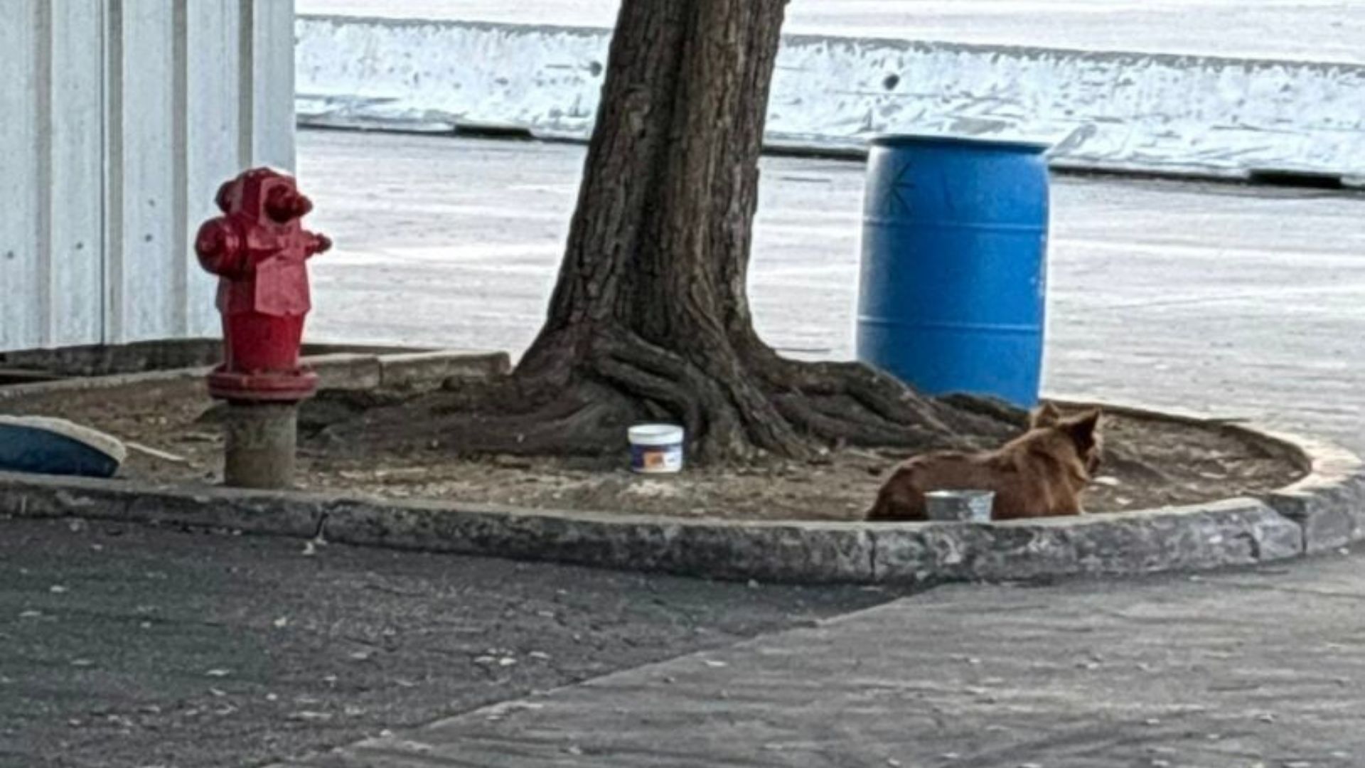 California Stray Spends Year In Truck Yard And Finally Finds Hope Thanks To Rescuers