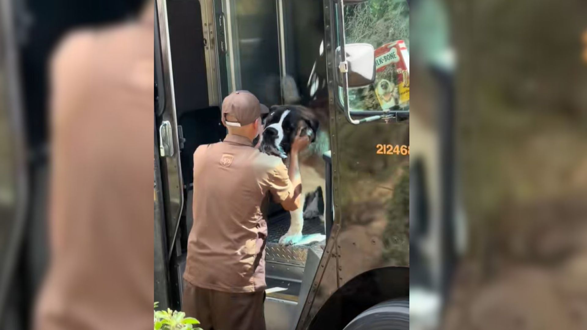 California UPS Driver Surprised By 3 St. Bernards in His Truck And What Happened Next Will Melt Your Heart