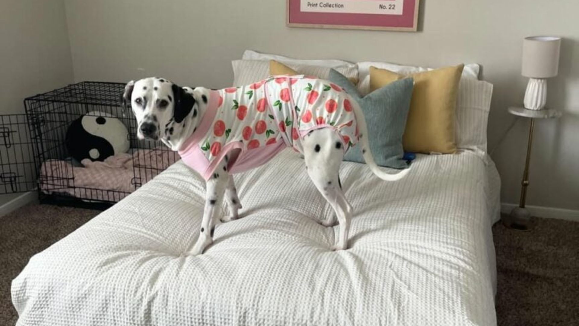 California Woman’s Dalmatian Adoption