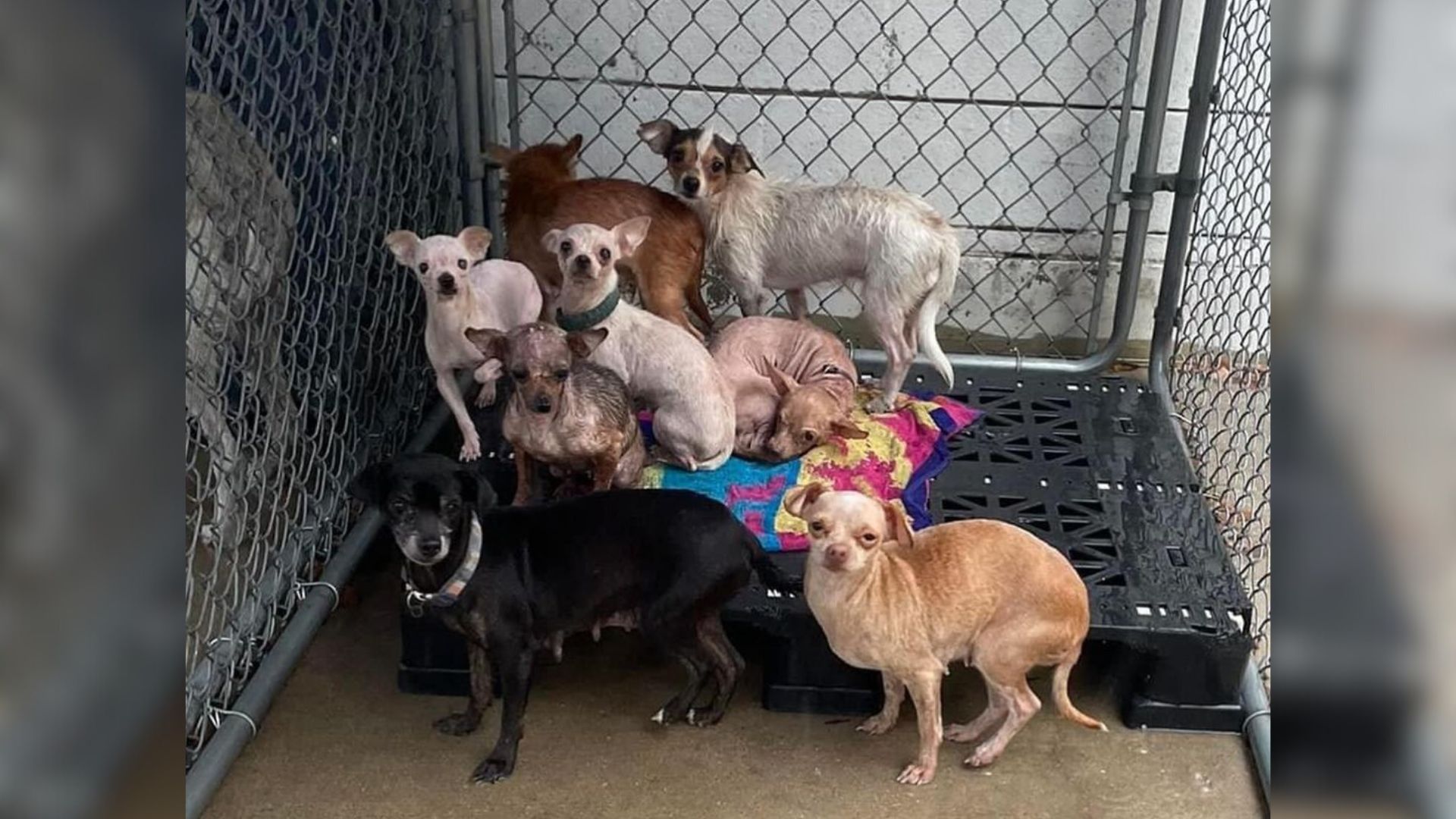 chihuahuas in trailer