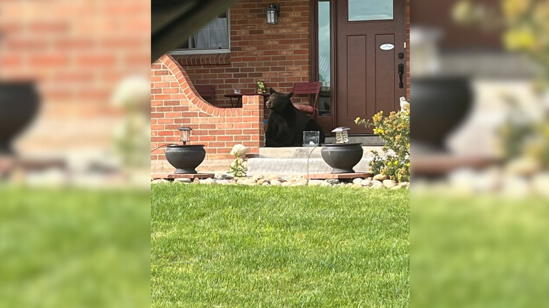 bear on porch