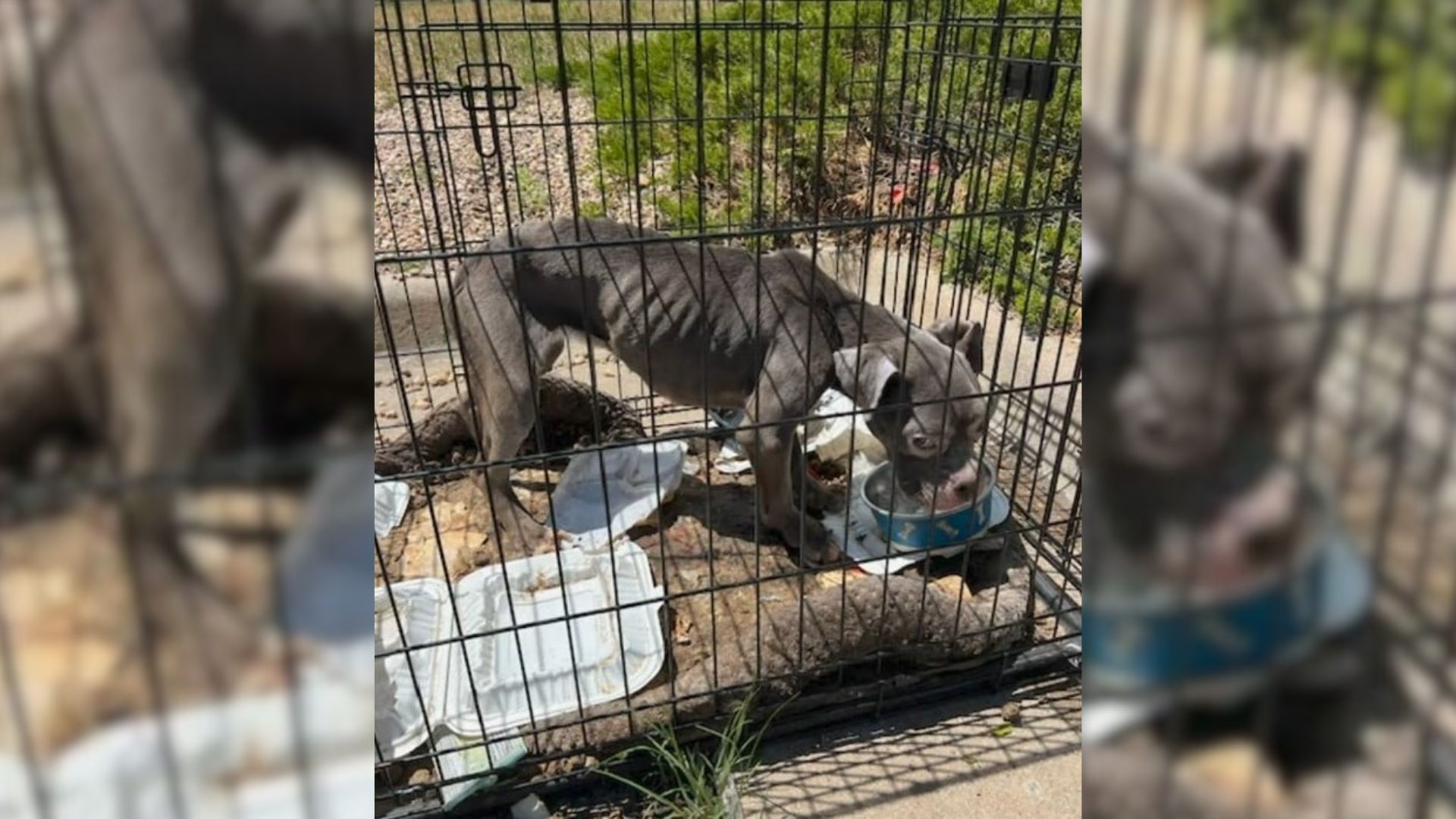Colorado Dog Found In A Crate Gets The Life She Deserved After Being Left Behind