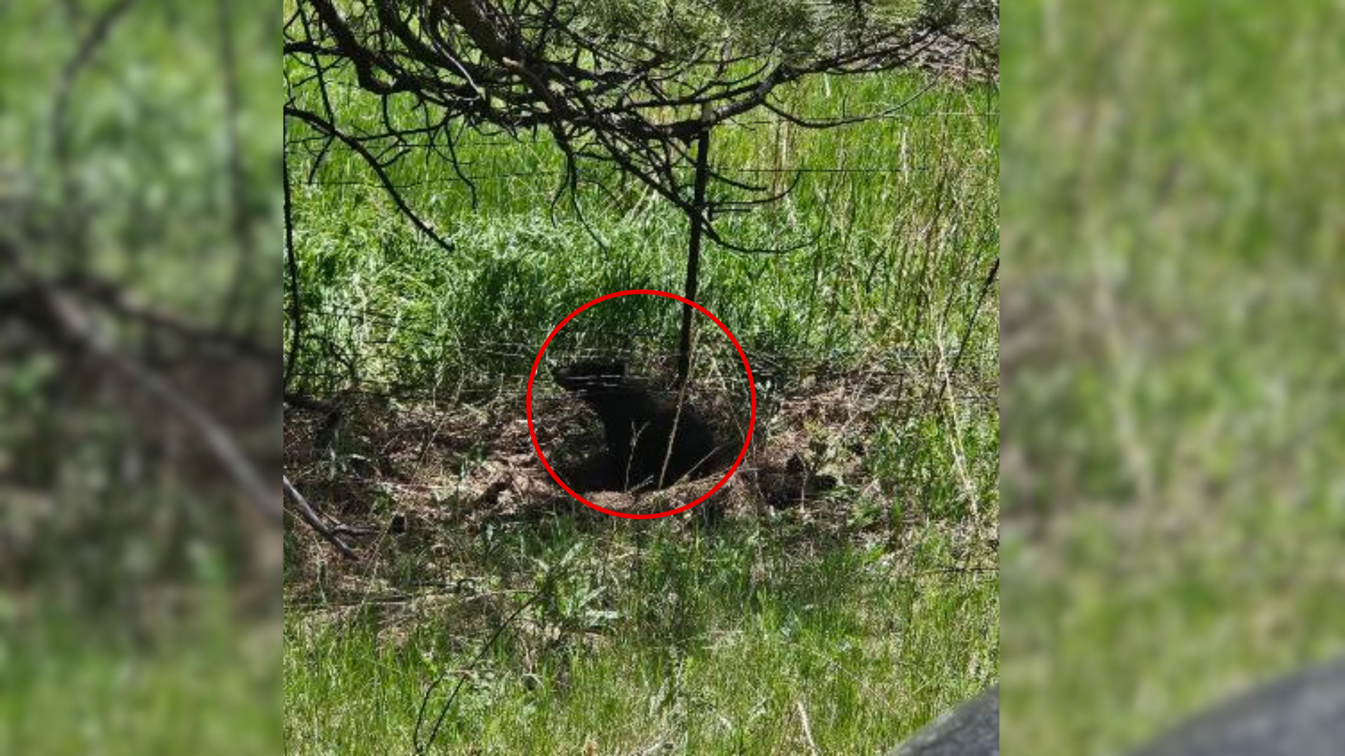 Colorado Man Stumbles Upon A Strange Shape By A Fence And Discovers A Heartbreaking Struggle