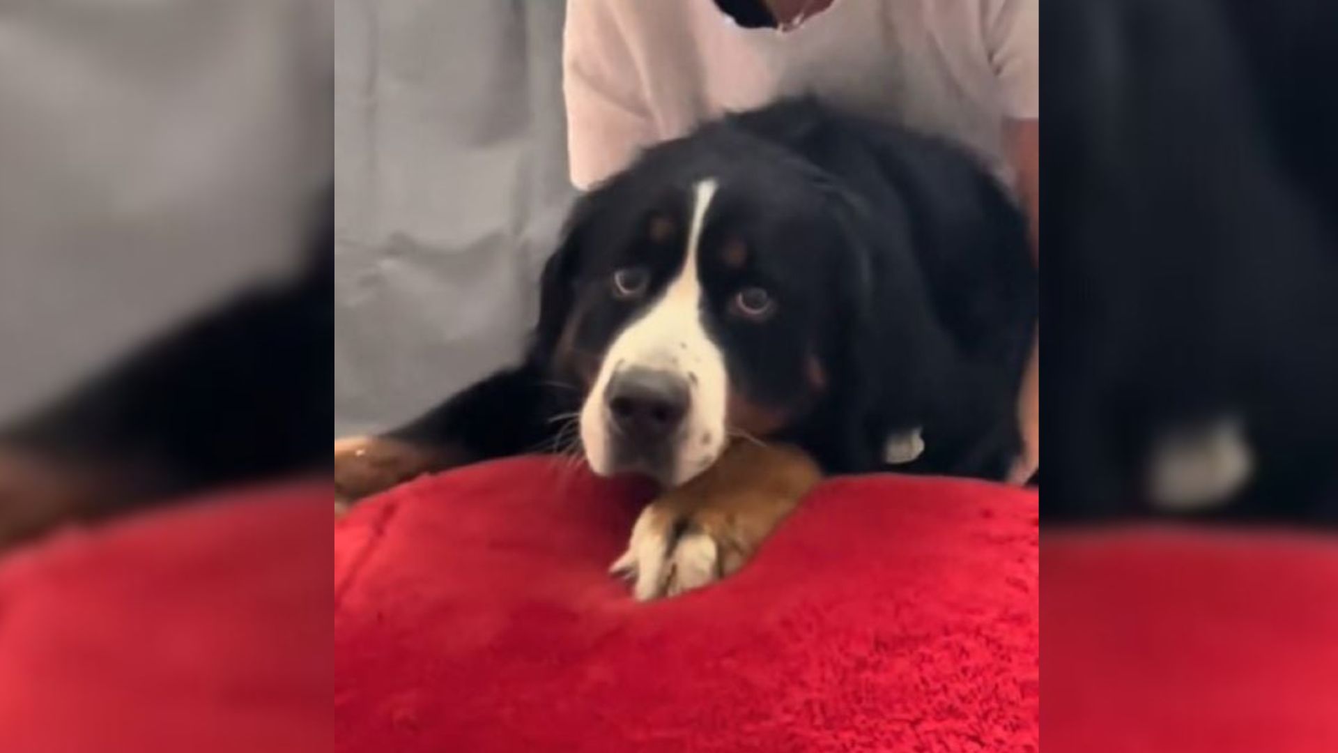 Colorado Rescue Pup’s Hesitant First Steps Onto A Bed Reveal A Heartbreaking Past And Healing Present