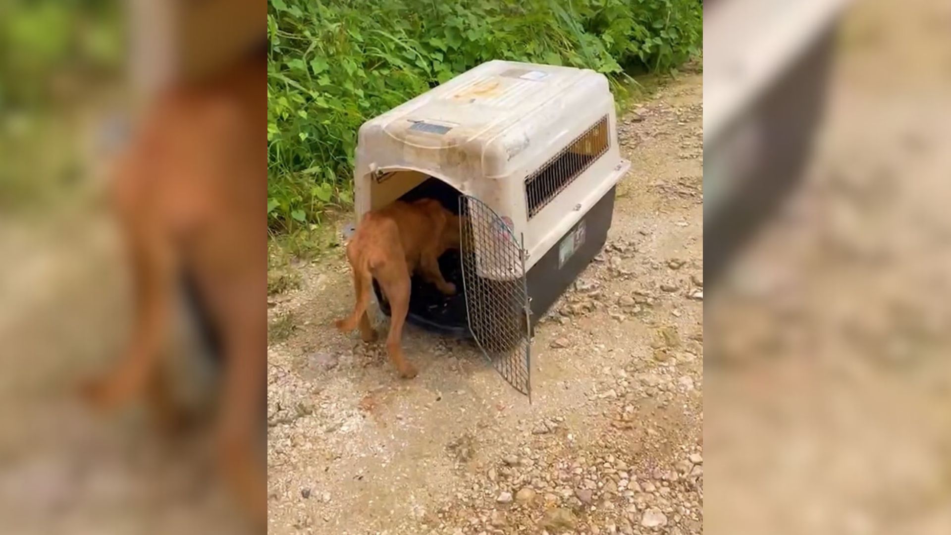 Colorado Sisters Rescue A Stray In Saipan