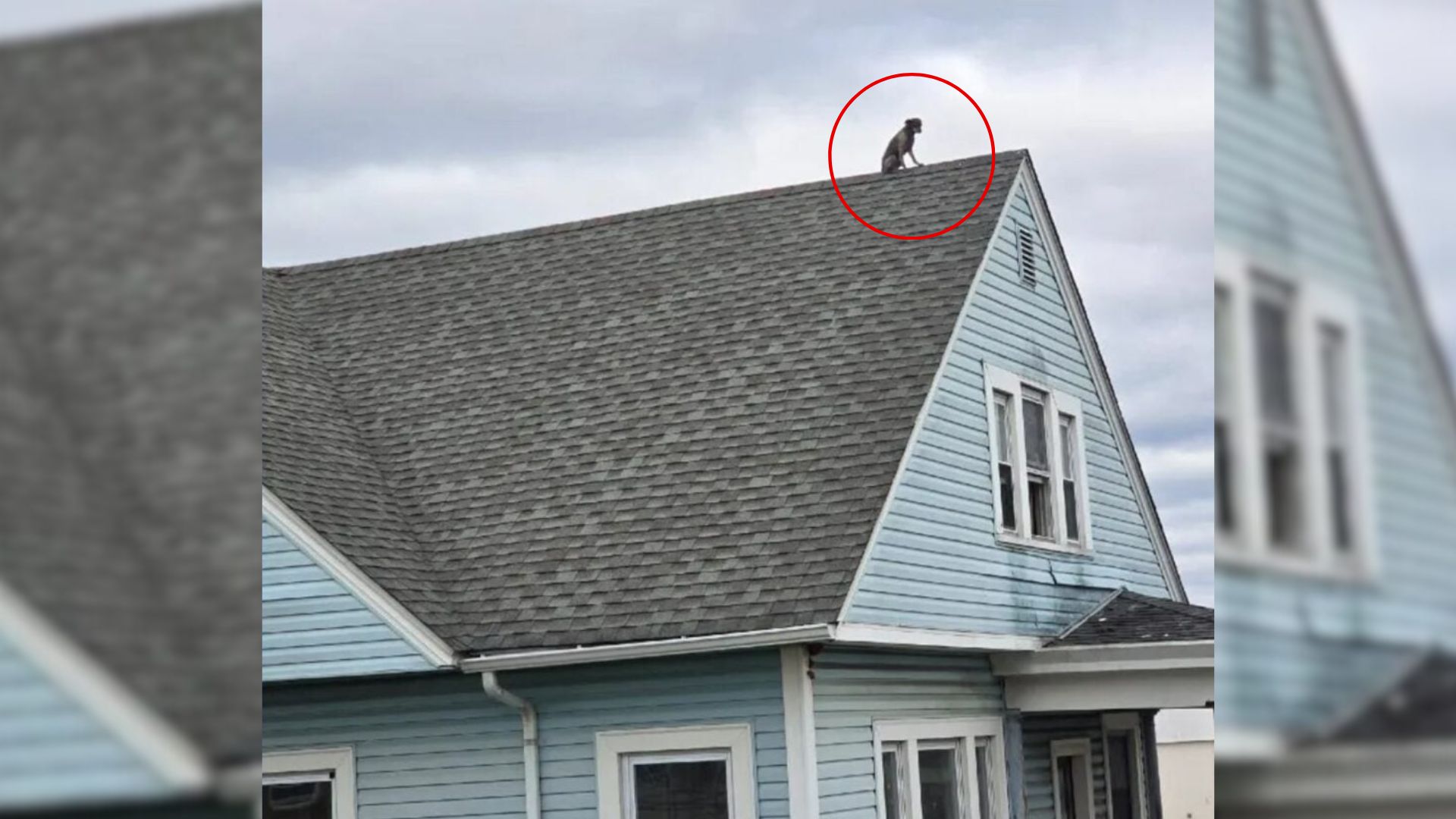 Connecticut Neighborhood Watches In Alarm As A Pup Perches On A Two-Story Home
