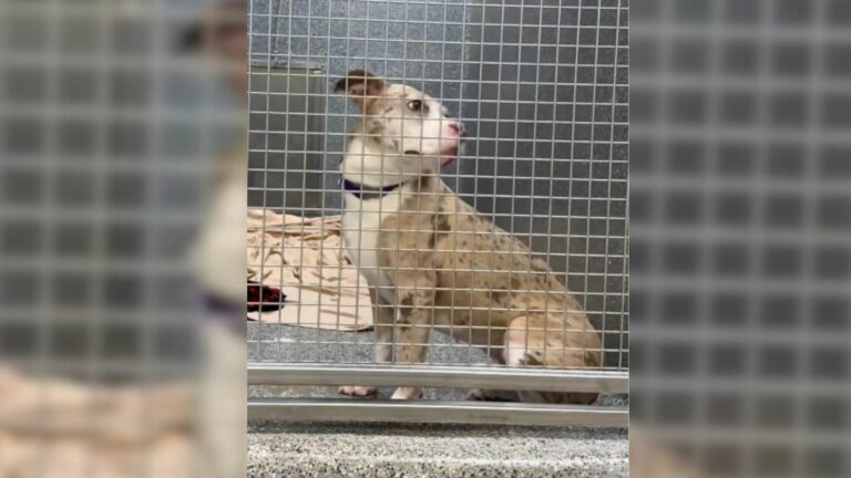 dog in shelter