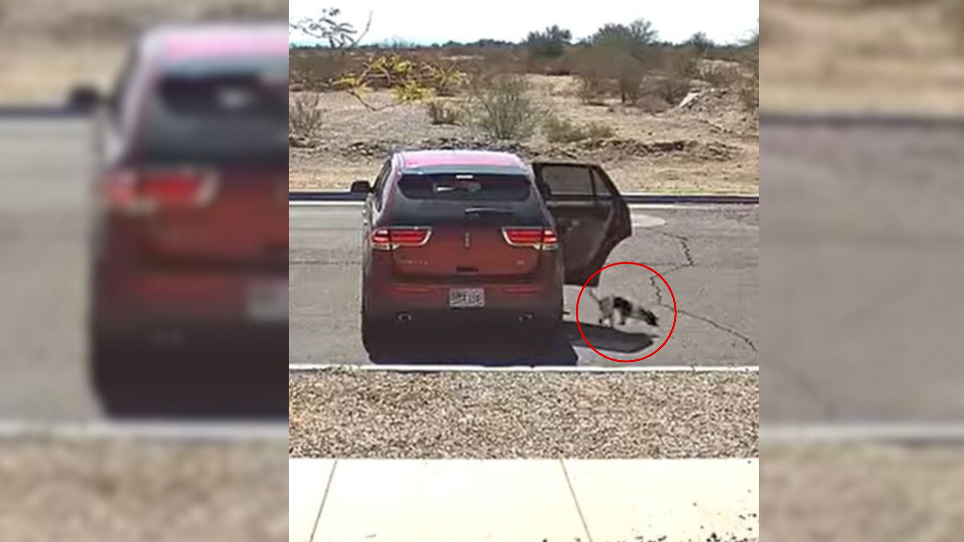 Dog Left Behind In Arizona With Heartless Goodbye, But A Brave Witness Steps In