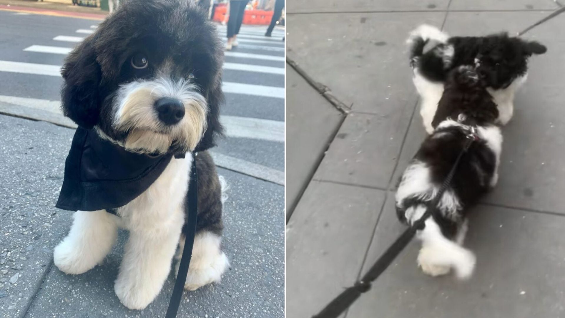 Dog&rsquo;s Walk In New York Leads To An Unforgettable Reunion With Her Long-Lost Littermate