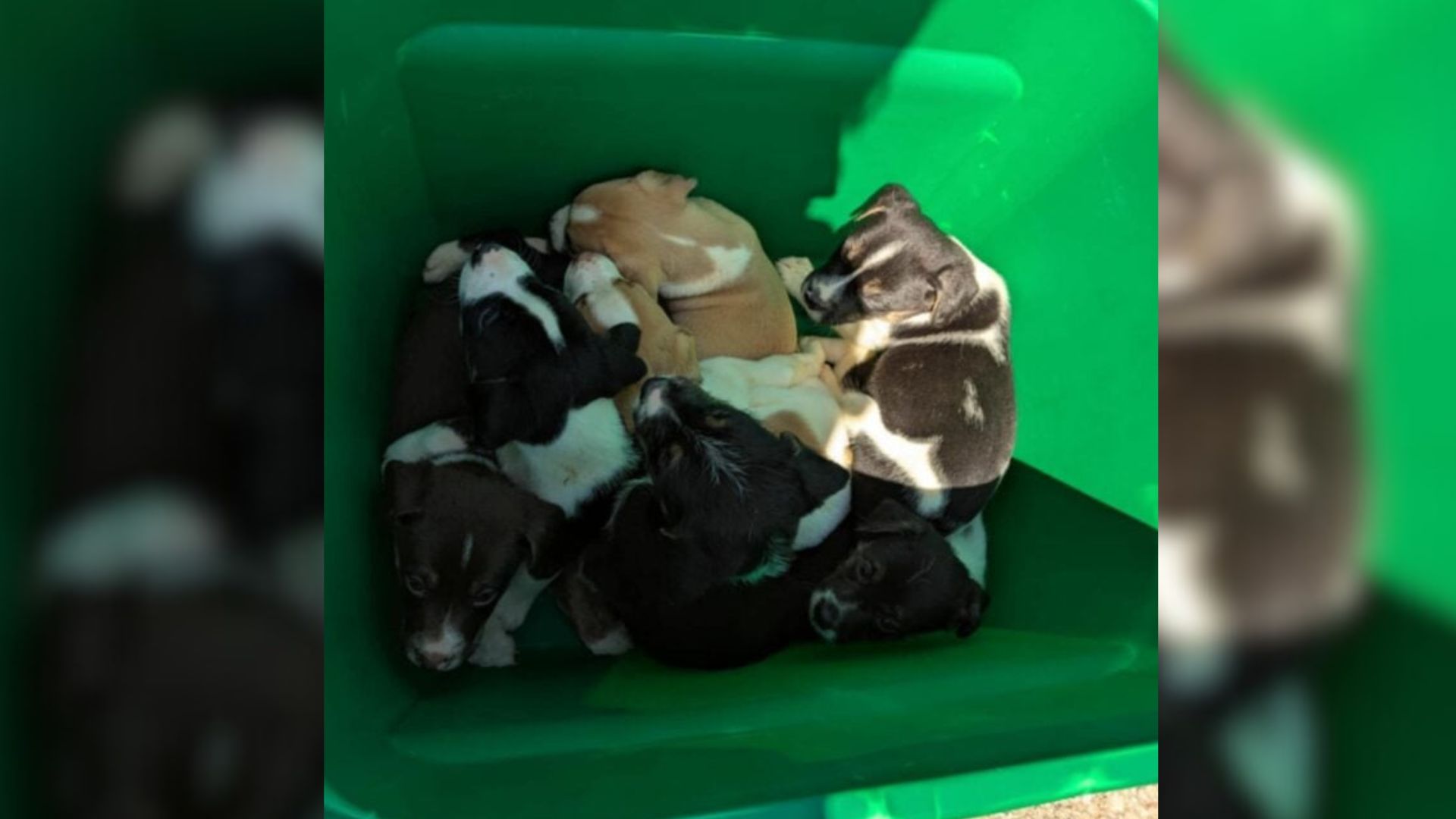 puppies in green container