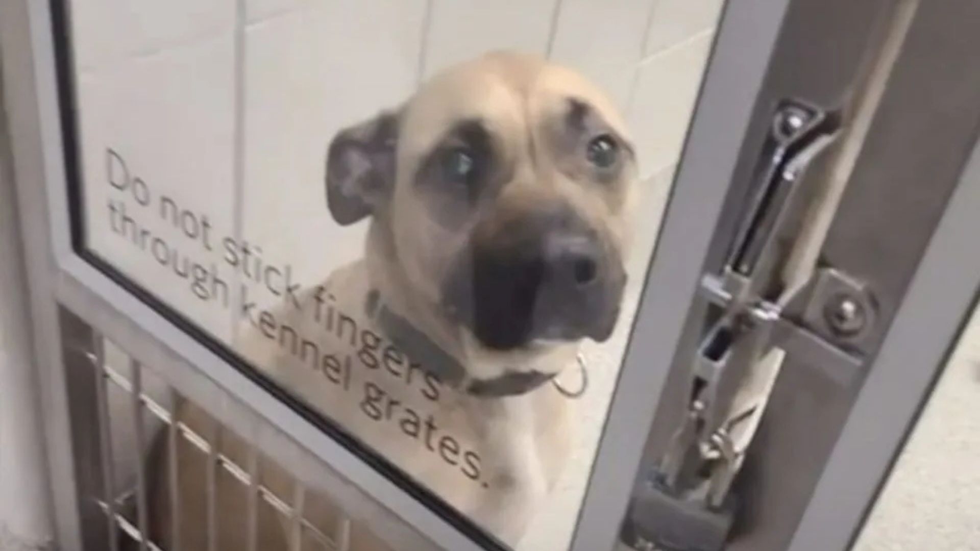 Family Fights To Reclaim Their Missing Dog After Nebraska Shelter Mix-Up Leaves Them Crushed