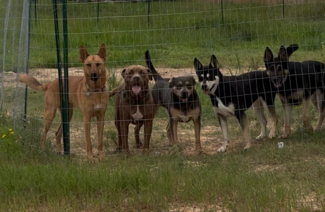 Five dogs are standing by the fence