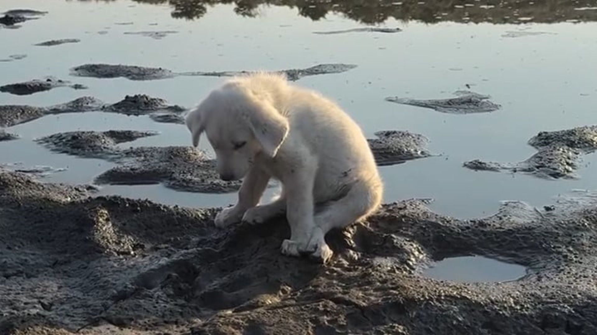 Florida Couple’s Hike Turns Into A Rescue Mission When They Spot A Puppy Who Nearly Gave Up
