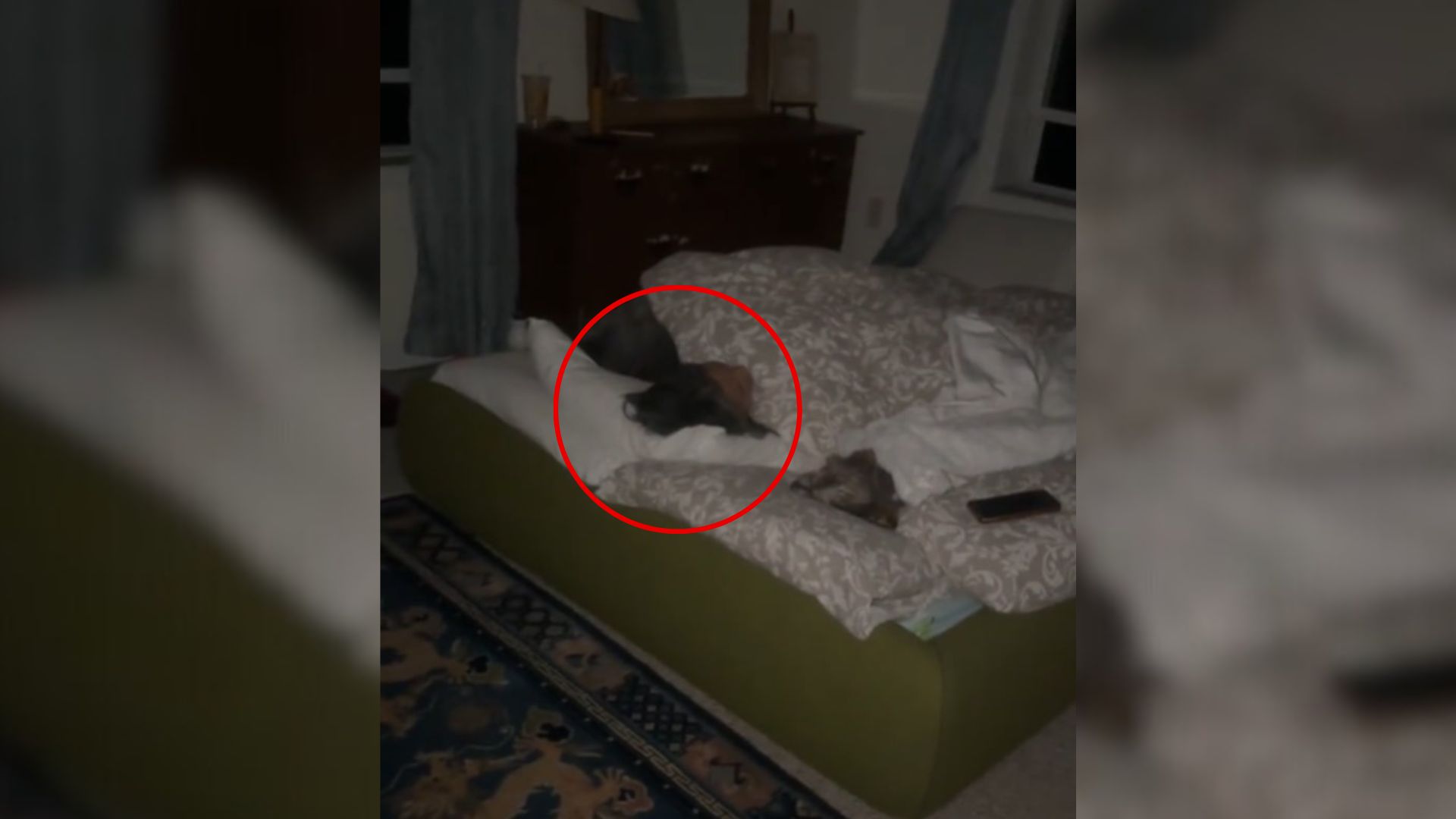 Florida Couple’s Loving Bedtime Tradition For Senior Dog Wins Over Hearts Everywhere