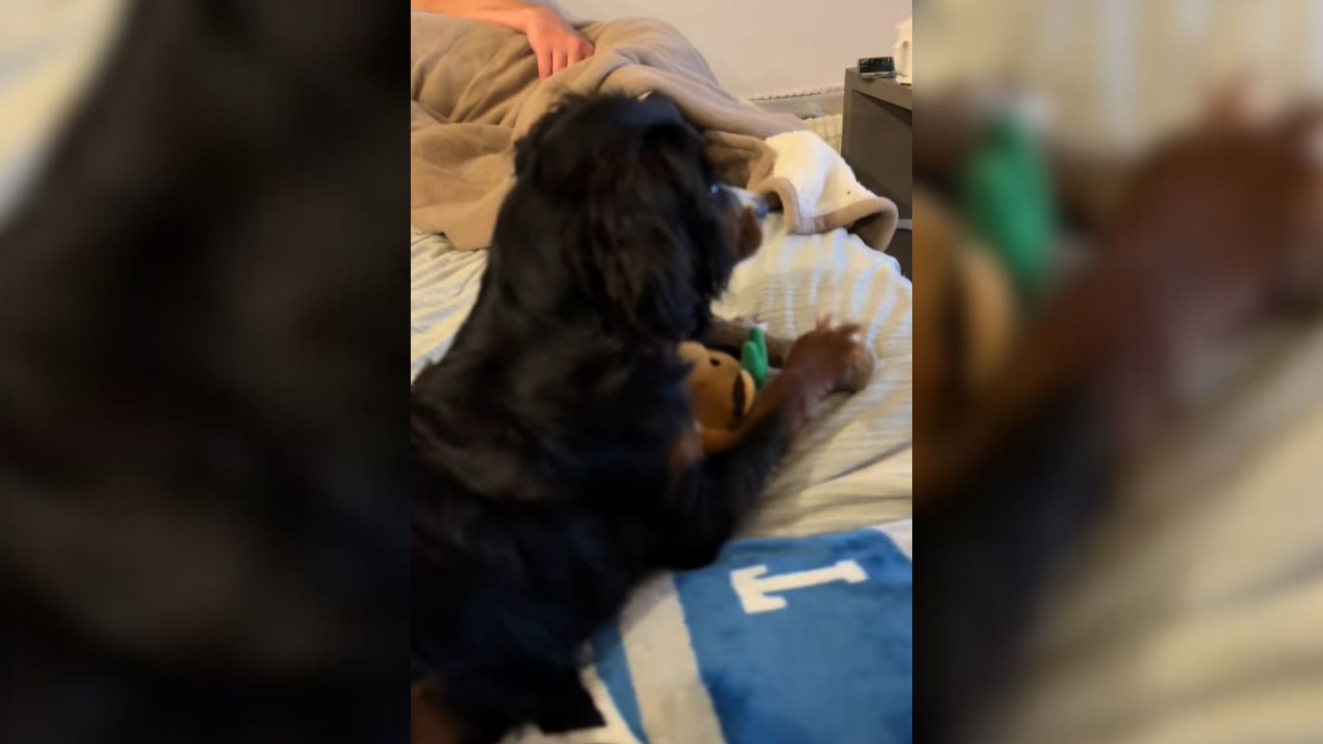 Florida Dog Stays Put On Her Owner’s Bed With A Performance That Goes Viral